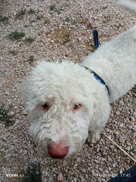 Cane lagotto | Foto 0