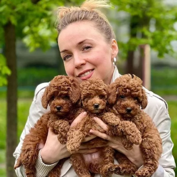 Regalo  Cuccioli di barboncino disponibili per l'adozione