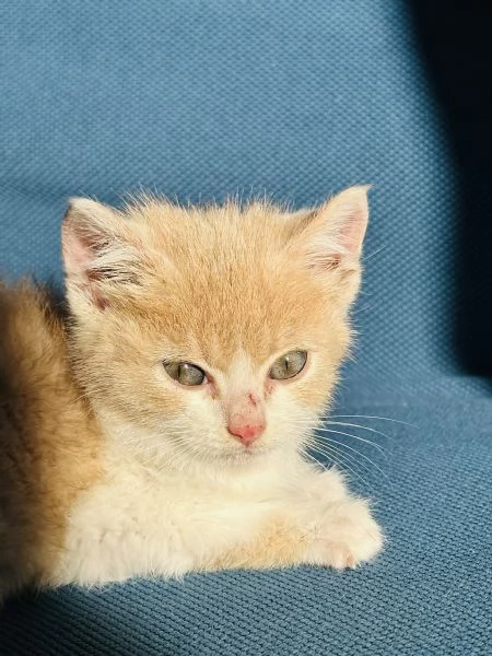 Gattino 2 mesi | Foto 2