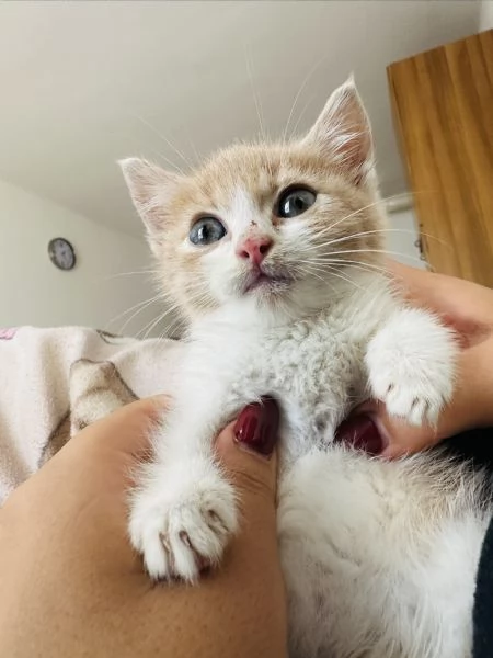 Gattino 2 mesi | Foto 0