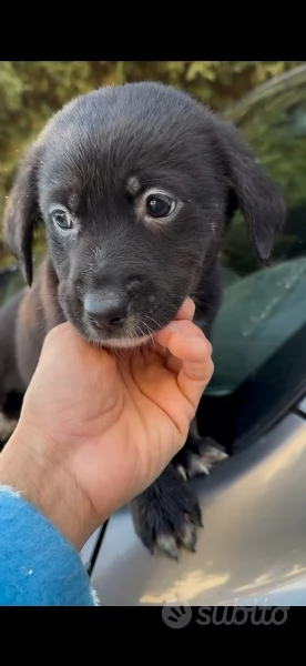 Regalo cuccioli incrocio simil labrador e Husky