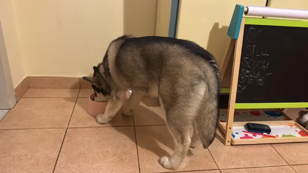 Husky siberiano  | Foto 2