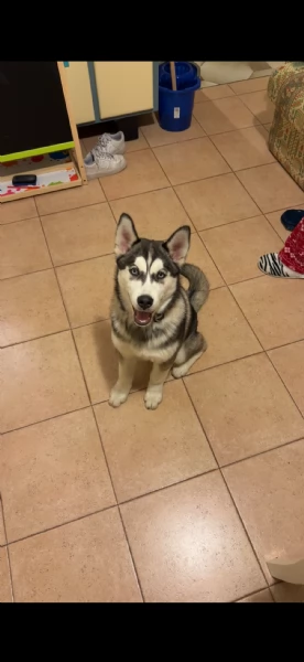 Husky siberiano  | Foto 1