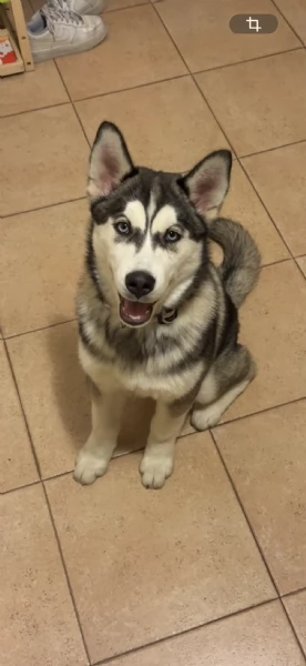 Husky siberiano 