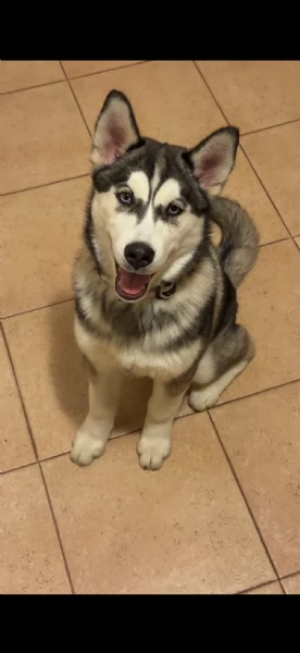 Husky siberiano  | Foto 0