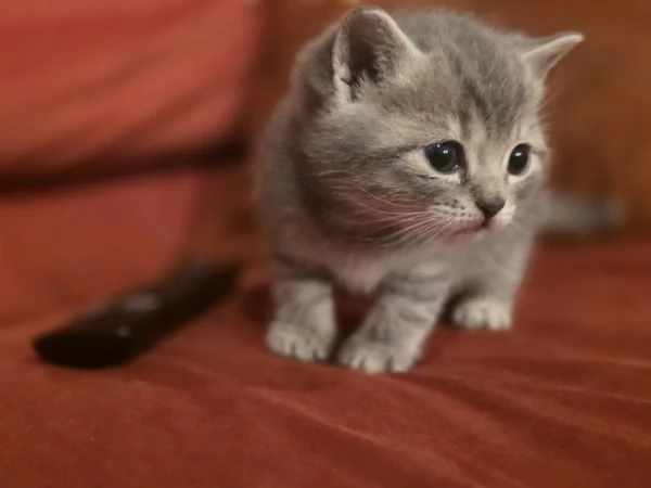 Gattini Scottish Straight  | Foto 6