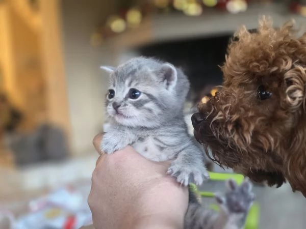 Gattini Scottish Straight  | Foto 1