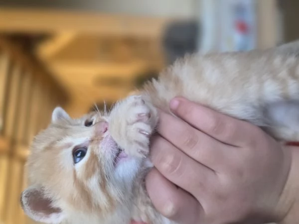 Gattini Scottish Straight  | Foto 0