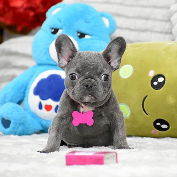 Cuccioli di Bulldog Francese Sani e Ben Socializzati !!