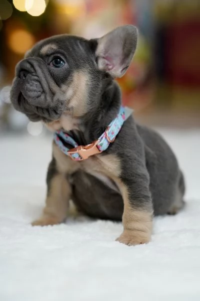 Adorabili Bulldog Francesi – Maschi e Femmine Disponibili !!