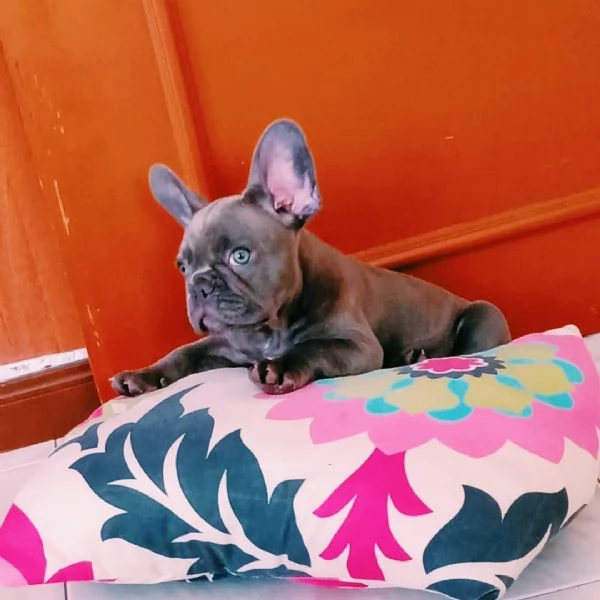 Splendidi Cuccioli di Bulldog Francese Cresciuti con Cura!!! | Foto 0