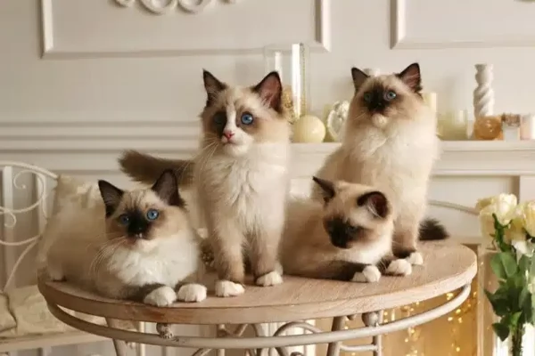 Gattini Ragdoll Chocolate-Point in vendita