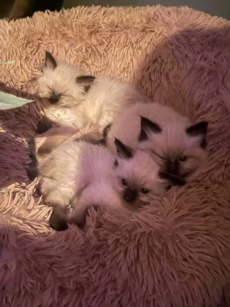 Gattini Ragdoll Chocolate-Point in vendita | Foto 0