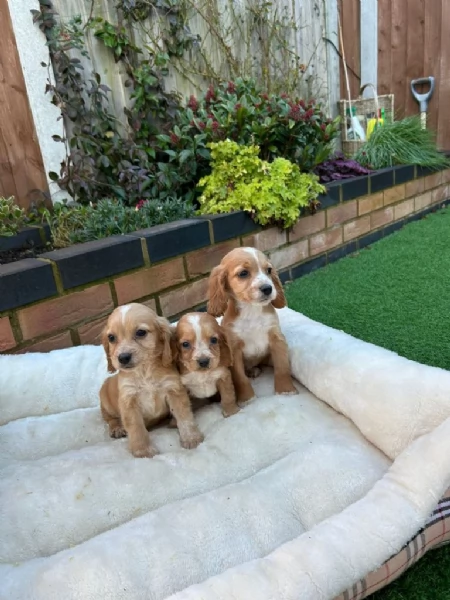 3 bellissimi cuccioli di cocker spaniel