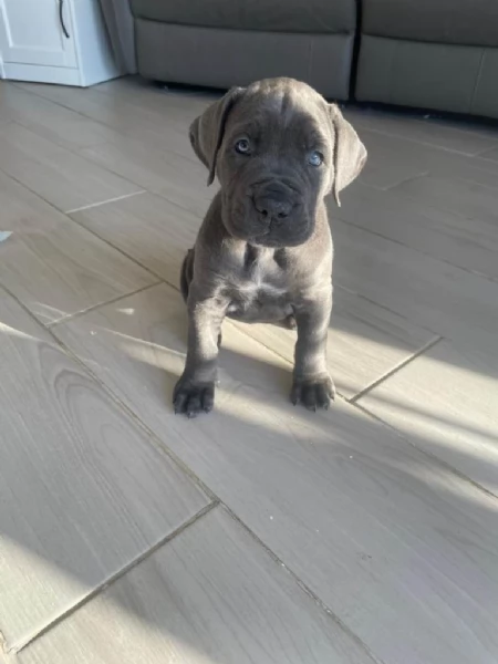 Cane corso maschio femmina blu puro in vendita