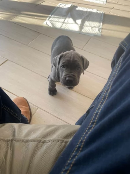 Cane corso maschio femmina blu puro in vendita | Foto 0