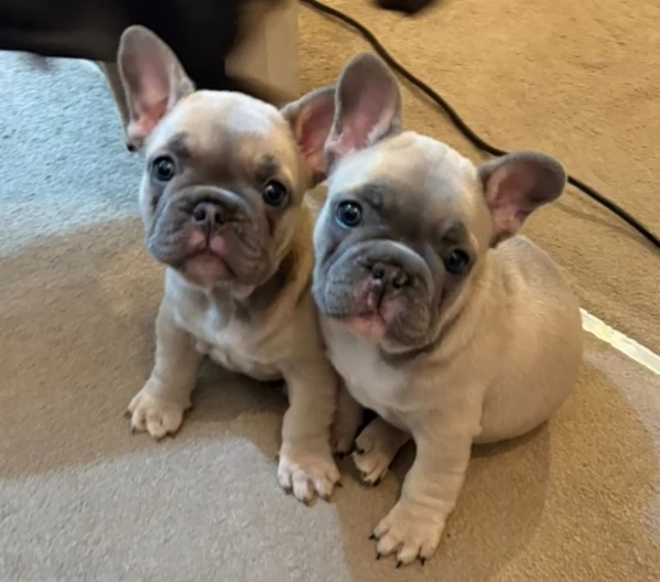 Bulldog francese in cerca di una casa amorevole e per sempre.