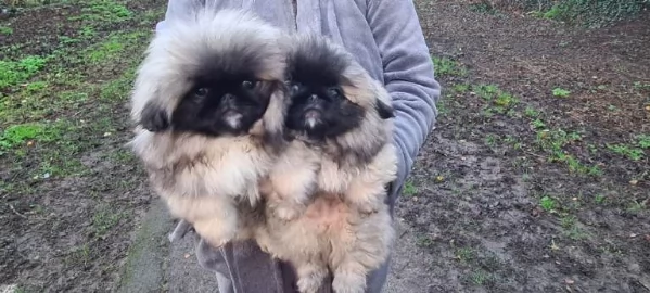 Cuccioli di pechinese in cerca di una famiglia amorevole e per sempre.
