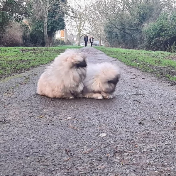 Cuccioli di pechinese in cerca di una famiglia amorevole e per sempre. | Foto 0