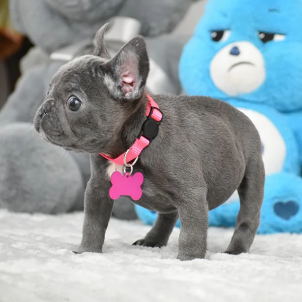 Bulldog Francese: Cuccioli Affettuosi Pronti per la Nuova Famiglia