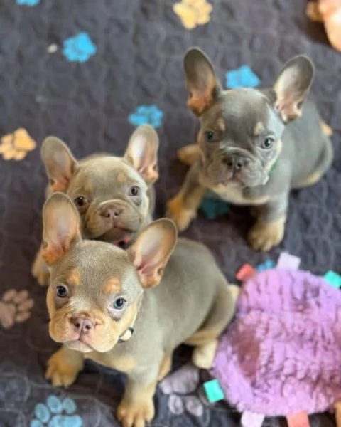 Adorabili Bulldog Francesi – Maschi e Femmine Disponibili. | Foto 0