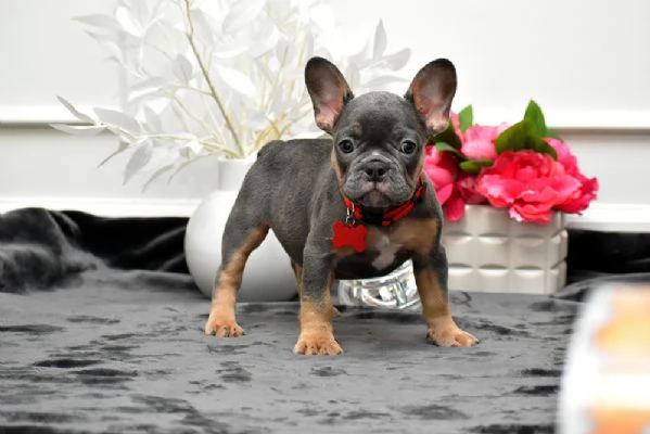 Adorabili Bulldog Francesi – Maschi e Femmine Disponibili.!!