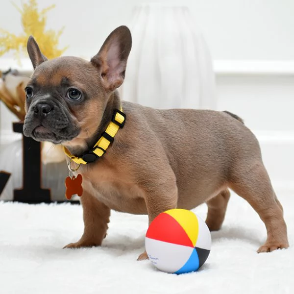 Cuccioli di Bulldog Francese Sani e Ben Socializzati!!