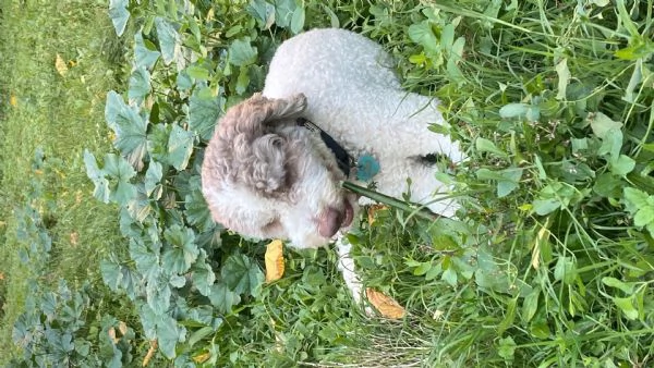 Cerco una Lagotta per farla accoppiare con il mio lagotto.  | Foto 5