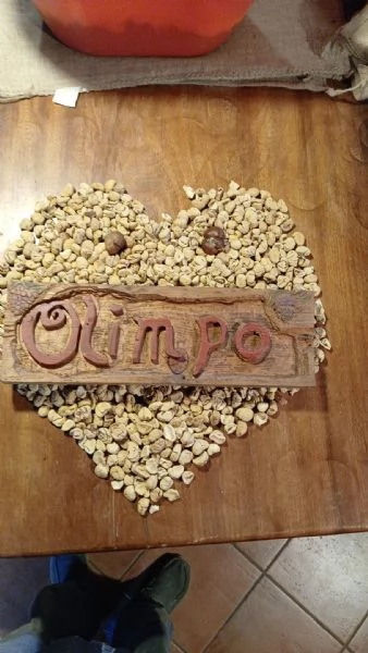 Cerco una Lagotta per farla accoppiare con il mio lagotto.  | Foto 4