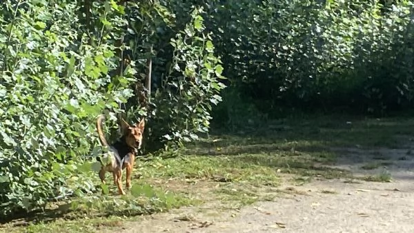 Cerco una Lagotta per farla accoppiare con il mio lagotto.  | Foto 1