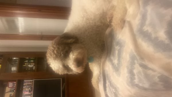 Cerco una Lagotta per farla accoppiare con il mio lagotto.  | Foto 0