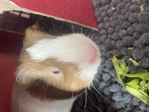 Vendo due Porcellini D'India 