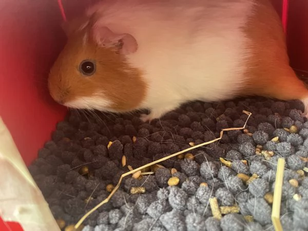 Vendo due Porcellini D'India  | Foto 3