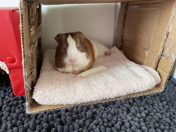 Vendo due Porcellini D'India  | Foto 1