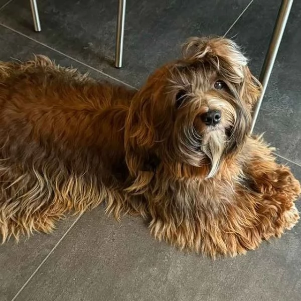 Cani di razza piccola taglia | Foto 5