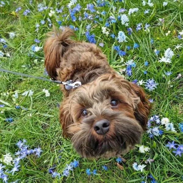 Cani di razza piccola taglia | Foto 4