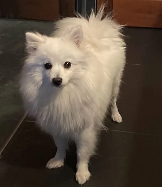 Cani di razza piccola taglia | Foto 2