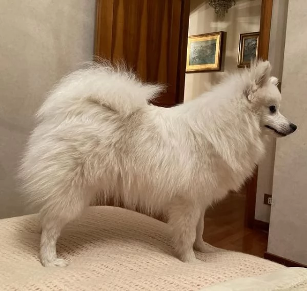 Cani di razza piccola taglia | Foto 1