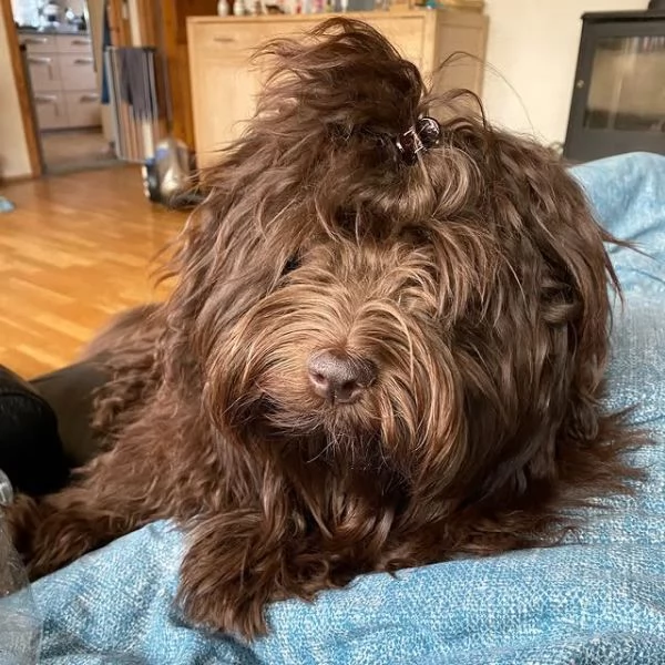 Cani di razza piccola taglia | Foto 0