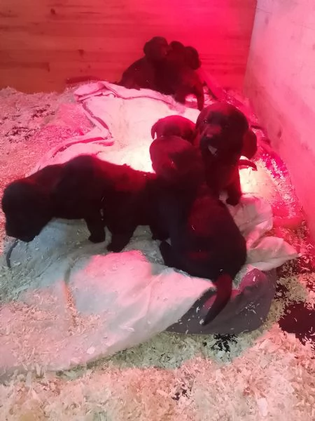 Disponibili da febbraio labrador retriever nero