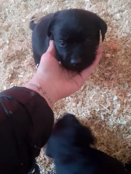 Disponibili da febbraio labrador retriever nero | Foto 0