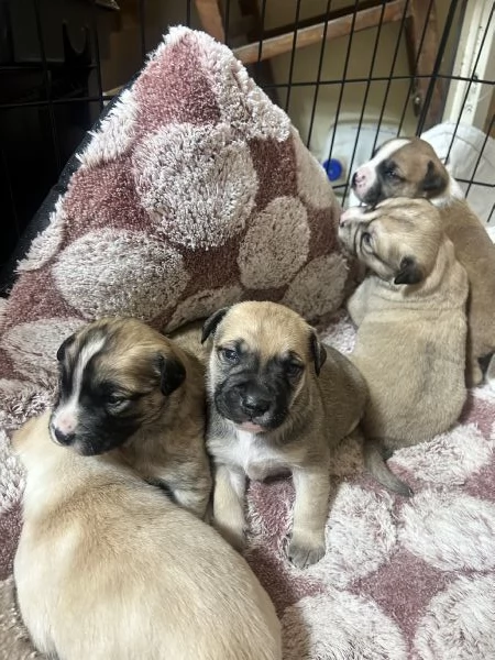 Cuccioli di cane in regalo  | Foto 5