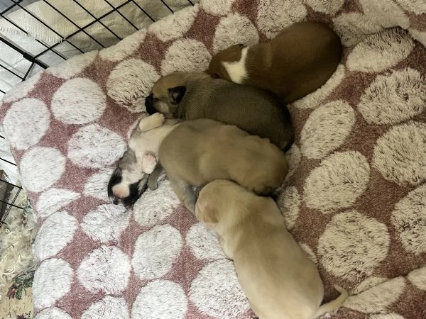 Cuccioli di cane in regalo  | Foto 4