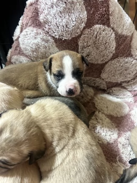 Cuccioli di cane in regalo  | Foto 1