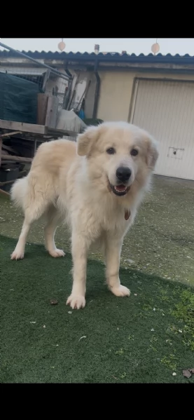 Cuccioli di cane in regalo  | Foto 0