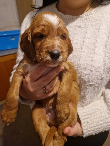 Cuccioli di Setter Irlandesi