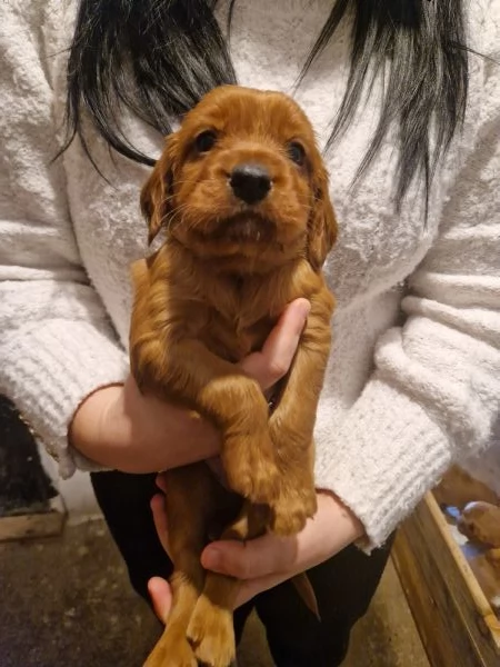 Cuccioli di Setter Irlandesi | Foto 6