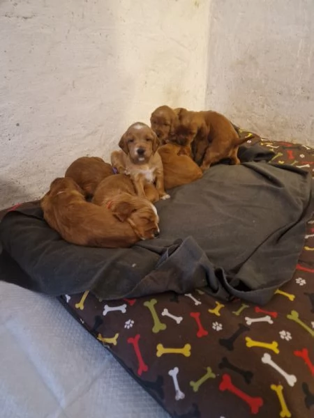 Cuccioli di Setter Irlandesi | Foto 5
