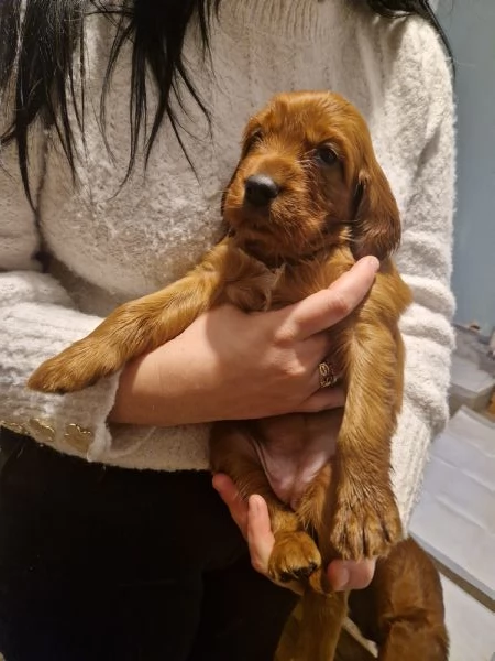 Cuccioli di Setter Irlandesi | Foto 3