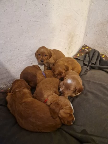 Cuccioli di Setter Irlandesi | Foto 2